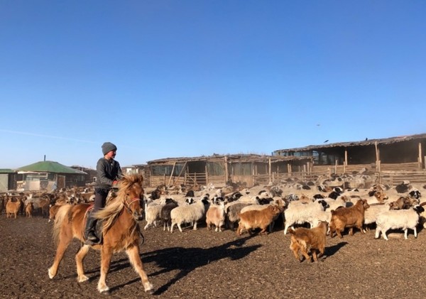 몽골 에덴 소움 지역 목장 전경
