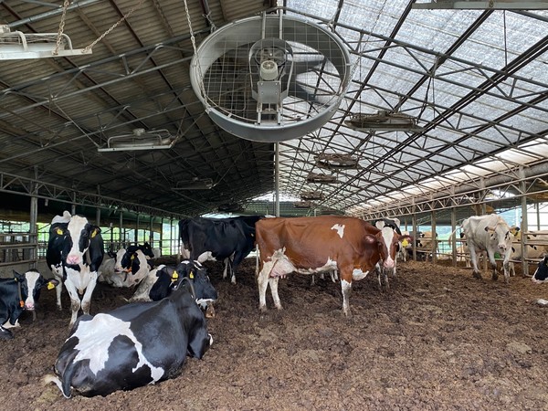 젖소농장에서 여름철 가축의 고온 스트레스를 저감하기 위해 송풍팬을 작동해 축사 내부 온도를 낮추고 있는 모습.