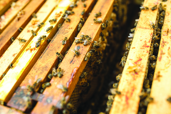 꿀벌이 꿀을 채쥐해 벌통으로 들어가는 모습.