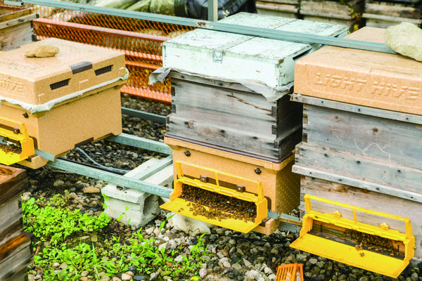 농식품부·농기평이 개발한 스마트 벌통(ICT 기반 자동 사양공급시스템이 적용)으로 꿀벌 폐사 감소, 생산량 증대 효과를 기대할 수 있다.