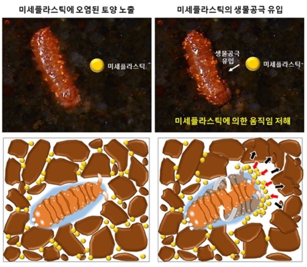 미세플라스틱은 토양 내 유용미생물인 톡토기의 행동을 교란시킬 수 있다. 사진 출처 한국연구재단.