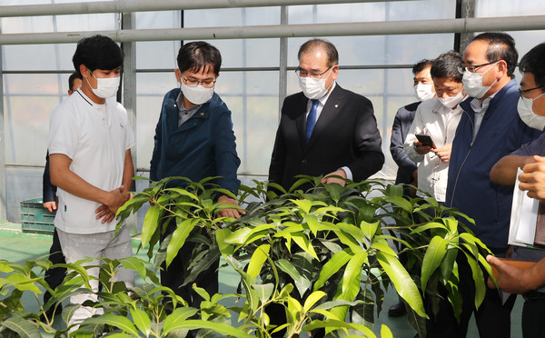 허태웅 농촌진흥청장과 국회 이개호 농림축산식품위원장이 25일 전남 영광군 염산면에서 '홍망고' 품종을 재배하는 청년농업인과 이야기를 나누며 재배시설을 살펴보고 있다.
