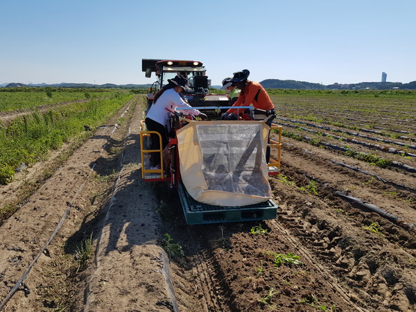 농진청에서 개발한 ‘수집형 감자 수확기’ 시연 현장. 수집형 감자 수확기를 사용하면 감자를 굴취하고 이송, 수집까지 동시에 가능하다.