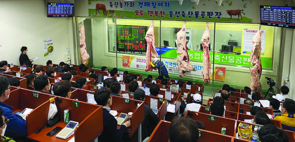 제23회 전국한우능력평가대회 경매 진행 모습.