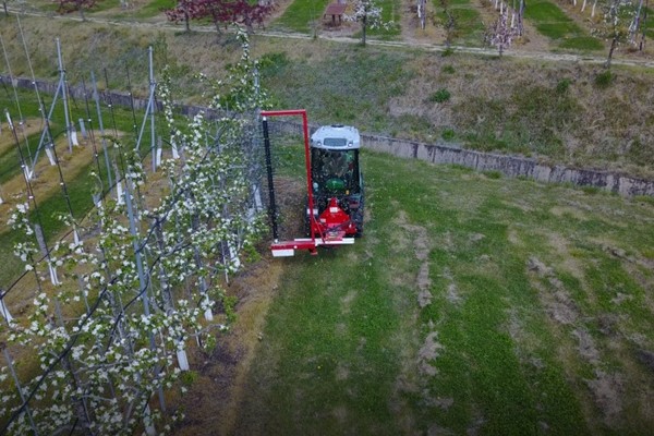 사과나무 기계 적화(꽃속기)