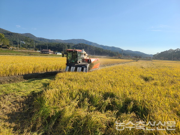 문병완 회장은 최근 식량안보가 중요한 문제로 떠오르고 있는 만큼 쌀 산업의 보호와 육성이 절실하다고 강조했다. 사진은 한창 추수가 진행 중인 전남 보성의 들녘.