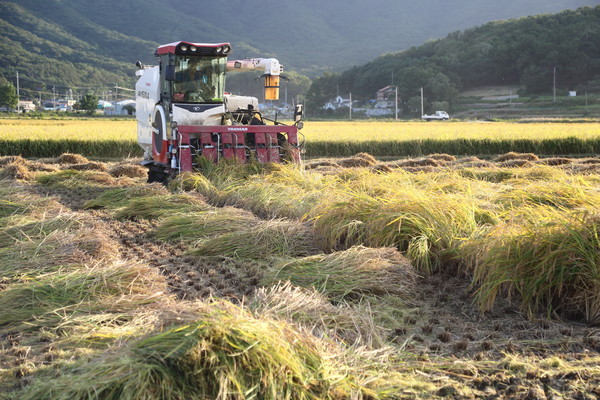 쌀 생산량이 6% 가량 줄었다는 통계청 발표가 있었다. 다만 현장에서 농업인들이 체감하는 생산량 감소폭은 20~30% 정도인 곳도 있어 지역별 편차가 있는 상황이다. 사진은 벼 수확 현장.
