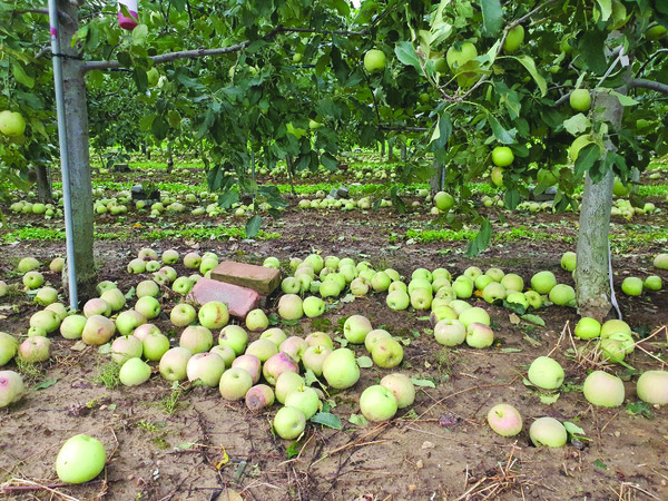 지난해 여름 태풍으로 낙과 피해를 입은 경북도의 한 사과 농장의 모습