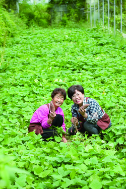 횡성언니네텃밭 조합원인 여성농업인이 손수 재배한 고구마를 소개하고 있다.