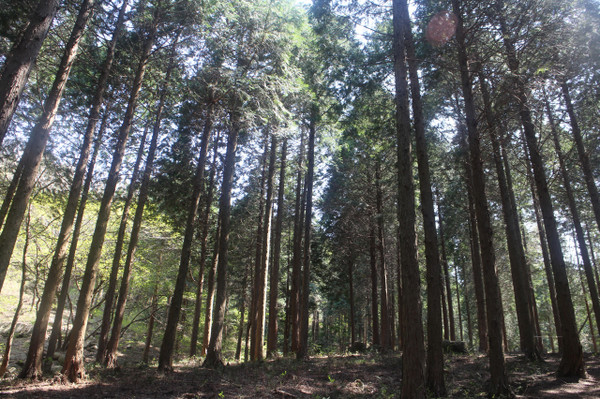 정부가 탄소중립 추진전략을 발표하면서, 이에 기여할 수 있는 산림의 탄소흡수 기능이 다시금 주목받고 있다. 사진은 전남 보성의 편백나무 숲.