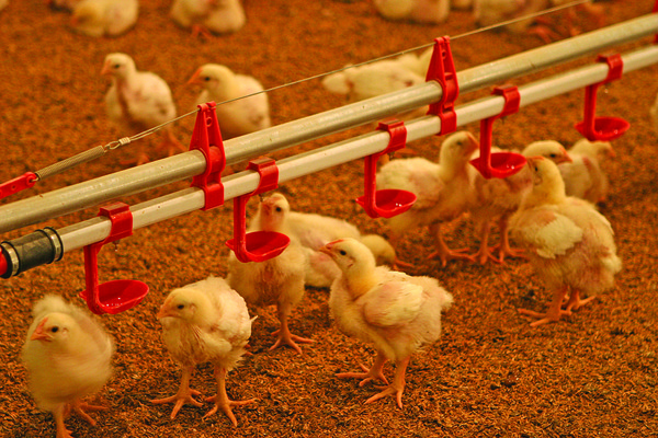 국내 육계 업계에서는 AI로 인한 살처분 보상 기준이 농가 생산 원가 기준으로 개정돼야 한다고 성토하고 있다. 사진은 육계 농장 내부 모습.