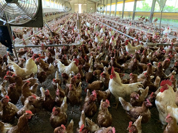 건강한 먹거리에 대한 국민들의 관심이 높아지고 있는 가운데 좁은 축사 안에 많은 닭을 키우는 사육방식이 아닌 방목형 사육방식을 통해 생산되는 계란이 수년 전부터 소비자들로부터 주목을 받고 있다