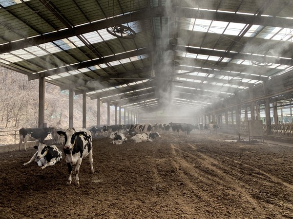 원유국 동복목장 대표는 BM활성수와 친환경 냄새 저감제를 희석한 뒤 자동 안개 분무시설을 통해 고르게 살포하고 있다.