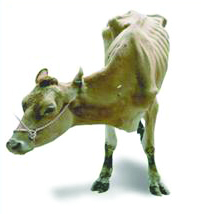 요네병에 걸려 설사, 쇠약 증상으로 위축된 소의 모습.