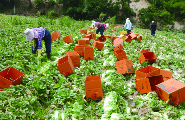 기후변화 등의 요인으로 농산물 수급불안이 반복됨에 따라 대책 마련이 시급하다는 목소리가 커지고 있다.