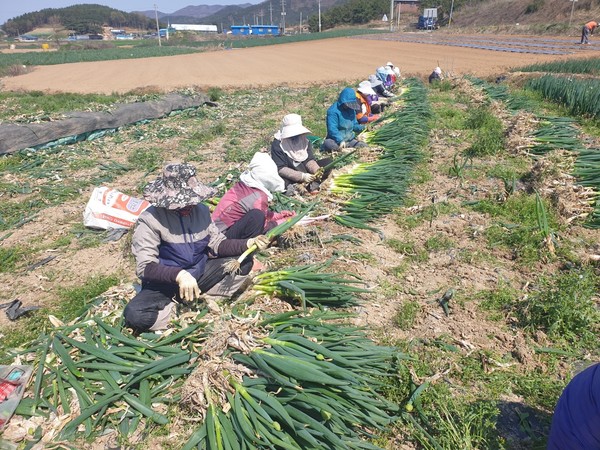 전남 신안군 임자농협 소속 농가에서 파를 수확하는 모습