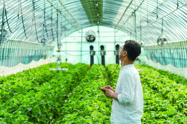 그린랩스를 통해 스마트팜 시설을 갖춘 천안의 딸기 농가가 스마트폰을 통해 시스템을 제어하고 있다.