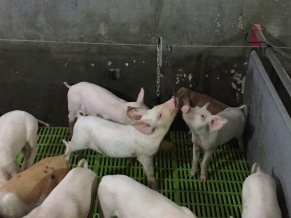 어금니 갈기 등 돼지의 습성을 자연스럽게 행할 수 있는 놀이기구에서 돼지들이 스트레스를 푸는 모습.