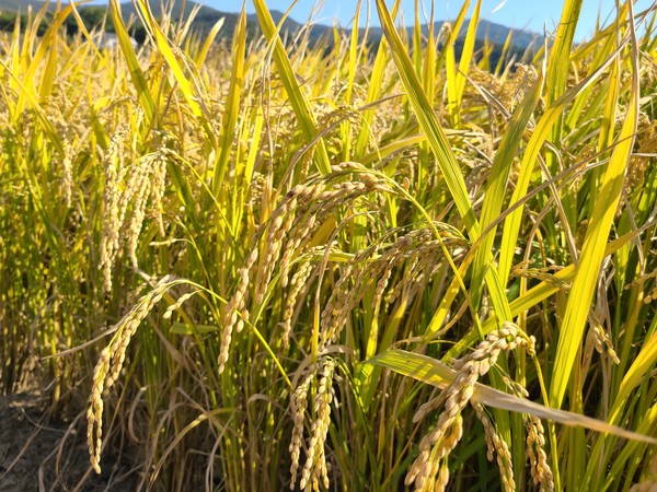 식량안보의 중요성이 날로 커지면서 쌀의 가치에 대한 시각도 변화하고 있다.