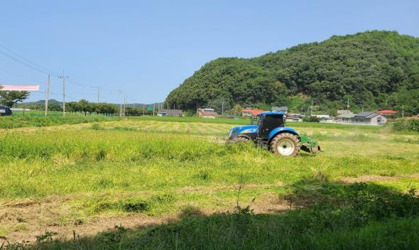 천안시농업기술센터가 지난 20일 동남구 풍세면에서 사료용 피를 수확하고 있다.