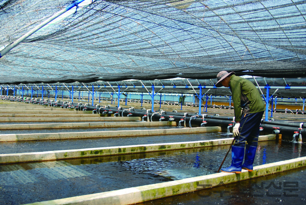 코로나19의 장기화로 수산업·어촌 현장의 인력문제가 심각해지고 있다. 사진은 전남 완도군 전복 치패 양식장에서 외국인 근로자가 일하고 있는 모습.