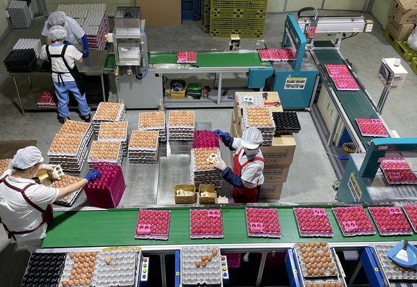 내년 1월 1일부터 영업용 계란도 식용란 선별포장 의무화 대상에 포함된다.