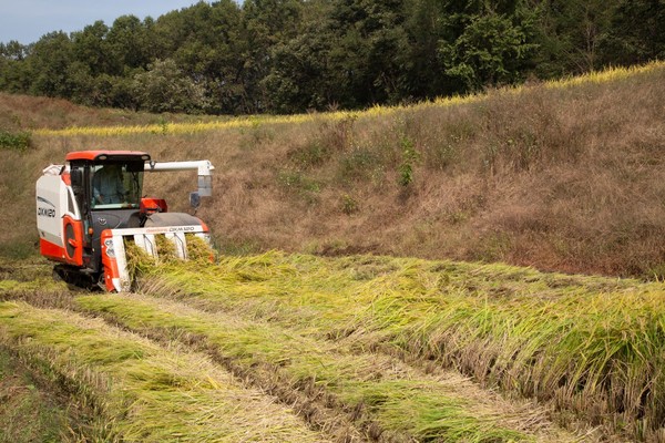 대동의 6조 콤바인 DXM120이 가을 수확철을 맞아 경기도 여주에서 벼를 수확하고 있다.