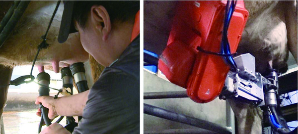 일반 기계식 착유기로 착유하는 모습(왼쪽)과 로봇착유기를 이용해 착유하는 모습.