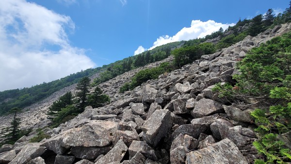 고산지대에 생육하는 눈측백(산림청 제공)