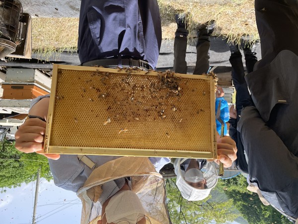 해남지역 양봉농가의 꿀벌들이 알 수 없는 이유로 집단 폐사하는 일이 발생했다. 본 사진은 기사와 무관함.
