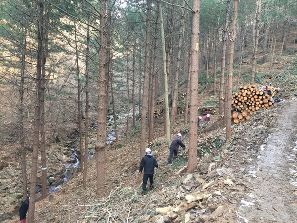 숲가꾸기 중 작업자들이 부산물을 정리하고 있다. 산림청 사진제공.