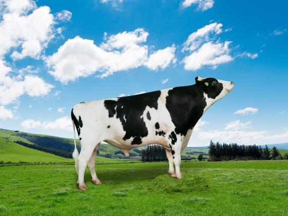 젖소보증씨수소 '티오피'