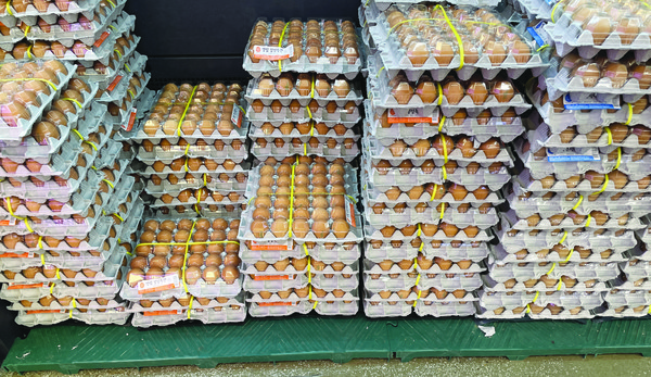 가격 계란 계란 한