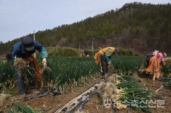 농촌현장의 인력난 문제가 지속적으로 대두되고 있다. 사진은 전남도의 한 대파밭에서 인부들이 수확을 하고 있는 모습.