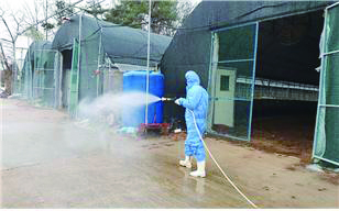 오리 농장 관계자가 방역 활동을 하고 있는 모습. 