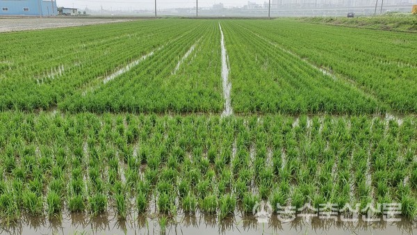 건답직파를 통한 입모불량, 잡초발생 등 문제를 해결한 전남 나주시 시험포 초기 생육장면.