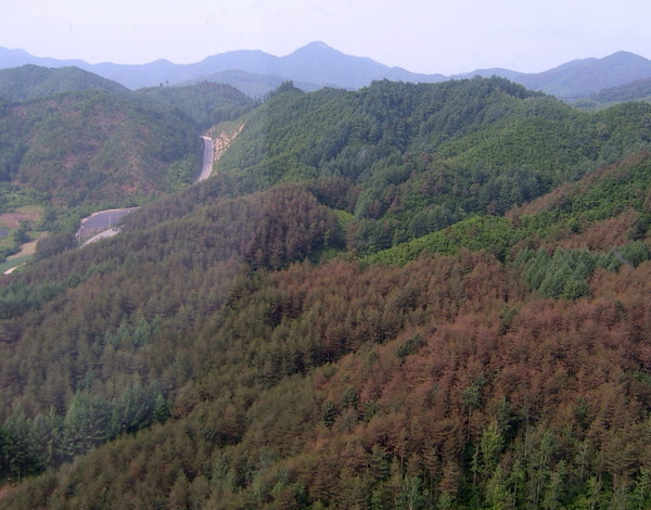 솔잎혹파리 피해 숲 사진.