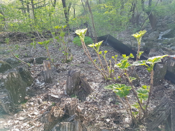 땃두릅나무 재배사진.