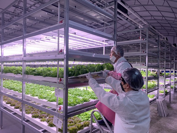 농협중앙회 인재개발원에서 진행 중인 조합원 스마트팜 레벨업 과정에 참여한 교육생들이 지난 19일 경기 고양시 소재 농협대학교 수직농장형 스마트팜에서 실습에 참여하고 있다.