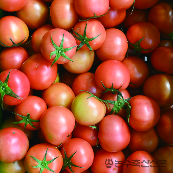 스마트 팜에서 조 대표가 생산한 토마토.
