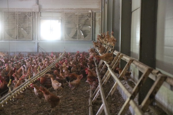 제주웰빙의 협력농장인 부성농장에서 동물복지로 사육되고 있는 제주도 토종닭 '구엄닭'