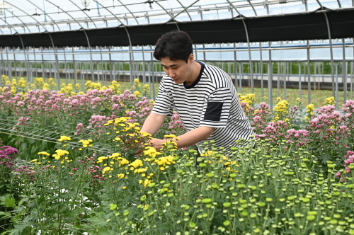   오진석 세복농원 대표는 매년 소비자들이 선호하는 색과 품종 등을 확인한 후 절화를 재배한다.