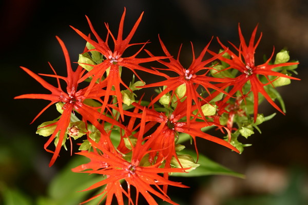 멸종위기 2급 희귀식물인 제비동자꽃.