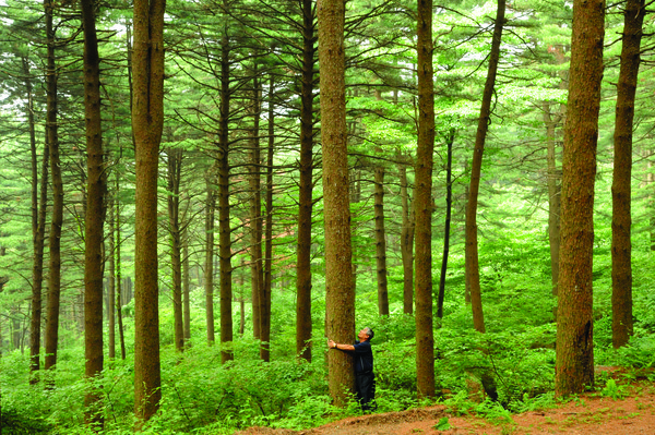 산림청은 최근 ‘선진국형 산림경영관리를 통한 산림르네상스 시대 개막’을 선언했다. 이에 지난 50여 년간 성공적인 녹화사업의 성과를 바탕으로 바라만 보는 숲이 아닌 비즈니스가 가능한 숲이라는 관점에서 경제·환경·사회임업 정책이 추진될 예정이다. 사진은 경기 가평군의 잣나무 조림지.