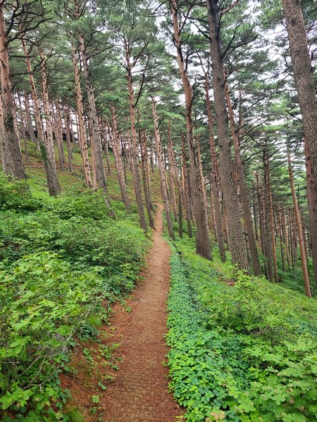 대관령소나무숲길.
