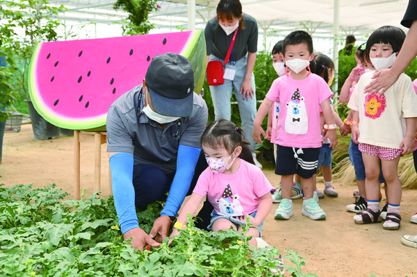 포시즌힐링팜에서 애플수박을 수확하고 있는 어린이들. 포시즌힐링팜은 4계절 다른 작물을 체험할 수 있도록 한다. 