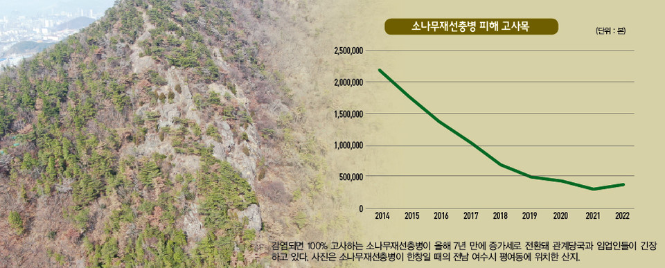 감염되면 100% 고사하는 소나무재선충병이 올해 7년만에 증가세로 전환돼 관계당국과 임업인들이 긴장하고 있다. 사진은 소나무재선충병이 한창일 때의 전남 여수시 평여동에 위치한 산지.