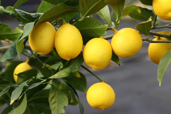 레몬 제라몬