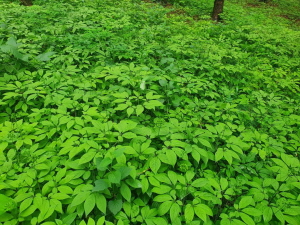 민간 산양삼 채종포