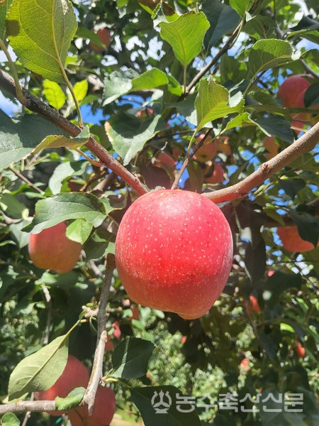 병해충 피해 없이 잘 영글어가고 있는 늘영심농원 사과. 이곳의 사과는 직거래 또는 대형마트에 '주네사과' 브랜드로 판매되고 있다.